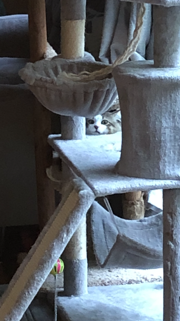 Cat face* peering through the middle of the gray-carpeted cat tree/tower. If you zoom in on the face, he has a “wtf” look. 

*white in between eyes, nose and mouth and the rest is tabby colored