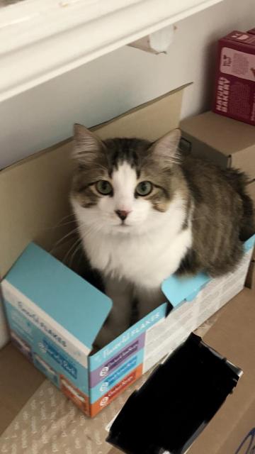 Long-haired tabby cat sitting in the cat food box very seriously staring directly at the camera. Kitty is tabby-colored with the exception of a white triangle that starts on his forehead and extends down his face. His underside is white too.
