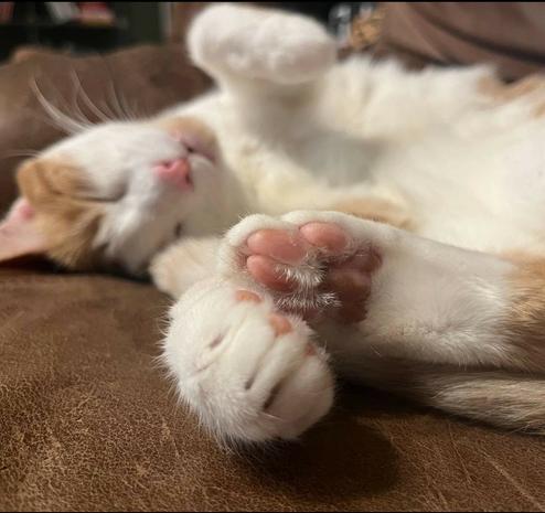 A white and tan kitty sleeping on an old, beat up leather couch, half turned with his left paw up in the air and right one on the couch near his cute, little back paw with its pink toe beans visible. The foreground (the back paw with the pink toe beans) is more in-focus than the background of the picture, which is the kitty‘s face and left paw in the air.