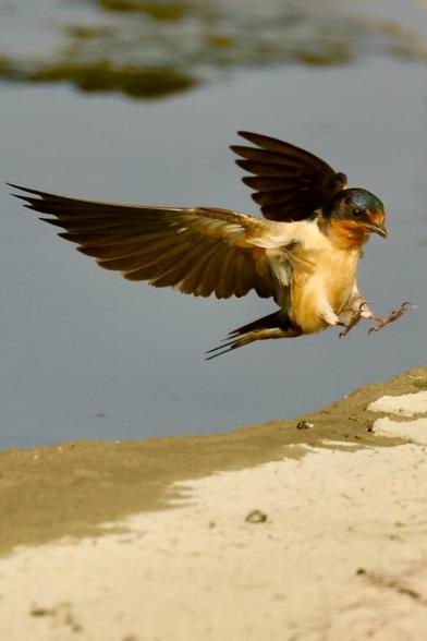 A small bird with a shiny blue head the instant before it lands, both feet out in front and wings spread to create air braking.