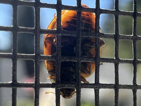 close up of the underside of a lady bug crawling over a window screen