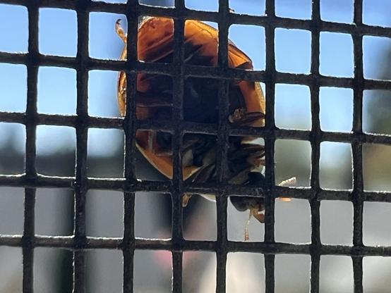 close up of the underside of a lady bug crawling over a window screen