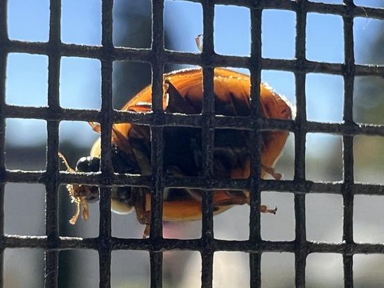 close up of the underside of a lady bug crawling over a window screen