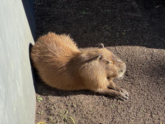 A capybara sits lies in the sun with its eyes closed, enjoying the warmth