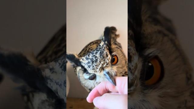 本日のふー Foo ofthe day 【ベンガルワシミミズク】 #owl #フクロウ #birds #animals #cute #wildlife #pets #nature