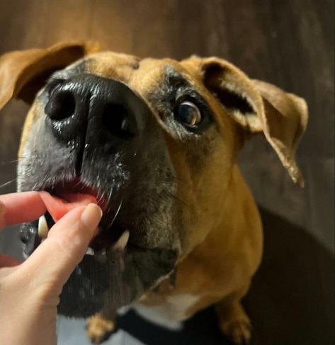 美味しいものを食べた土佐犬さん　わかりやすい表情があまりにも愛おしい かわいいお顔で「ウホッ！美味しい…！」 | LIMO | くらしとお金の経済メディア