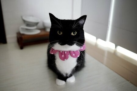 「どうしたら…こんなに長くなるんですか？」猫ちゃんの驚きの変貌っぷりに1万3000いいね！ユーモアあふれる姿に話題沸騰 - Yahoo!ニュース