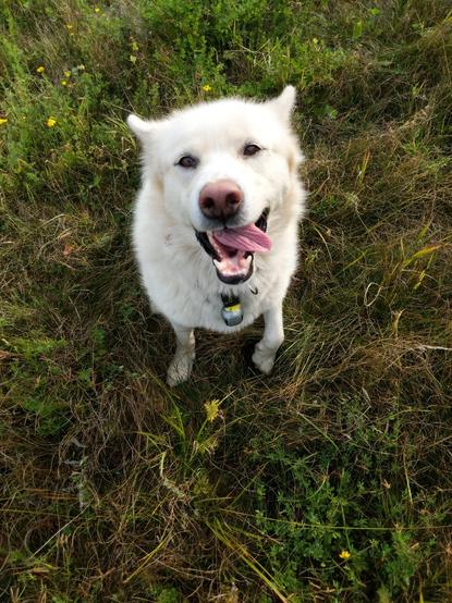 The image shows a white husky sitting in the center of the photo. The right paw of the husky is raised, and her tongue is stuck out of the right side of her mouth, and she looks like she's smiling.