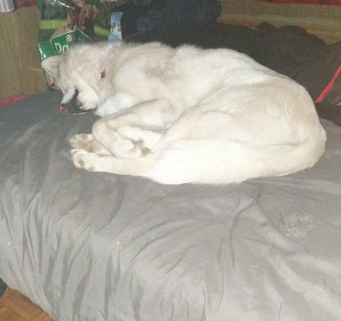The image shows a white husky laying on a bed covered in a grey sheet. She is laying with her paws tucked in near her body, and has her face pressed into the bed.