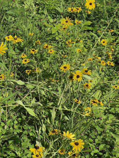 Black-eyed Susans growing again in Jeanette’s flower bed