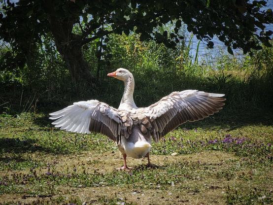 A white and brown goose stands with its wings fully spread, facing away from the camera, on a grassy bank next to a body of water. A tree provides shade in the background on the left, and purple wildflowers dot the grass in the foreground. The scene is brightly lit by the sun.