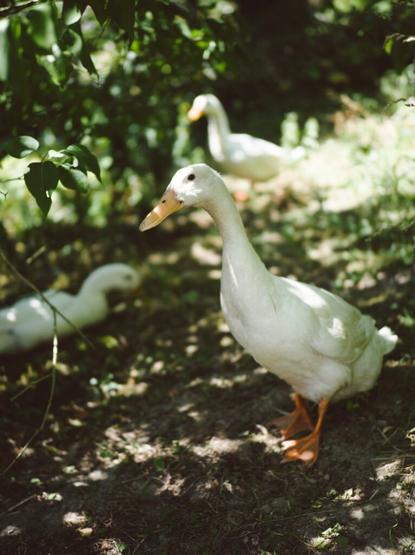 Unsere drei Laufenten: Ludwig, Babette und Agathe