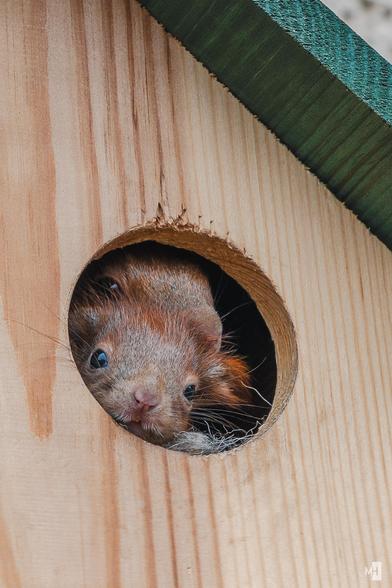 In der runden Öffnung eines Holzkobel sind zwei Eichhörnchen zu sehen. Ein Baby-Eichhörnchen steckt seine Nase heraus, dahinter ist der Kopf der Mutter zu sehen.