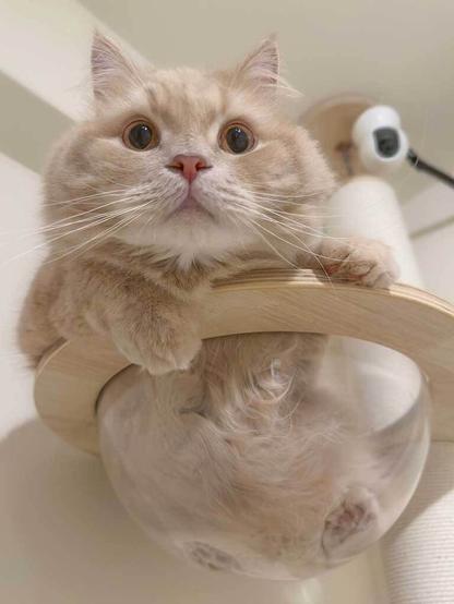 留守中にペットカメラで愛猫を確認 名前を呼ぶと…→反応に悶絶 「お利口さん」「一生見てたい…」（Hint-Pot） - Yahoo!ニュース