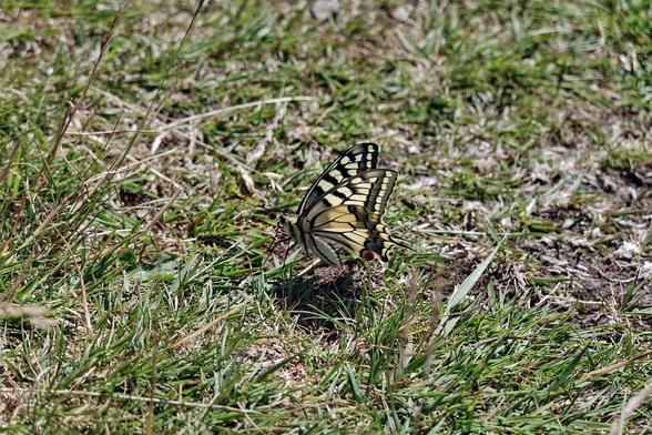 Mittig ist ein gelb-schwarzer Schmetterling mit nach oben gerichteten Flügeln zu sehen, der auf dem grasigen Boden sitzt.