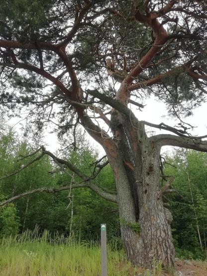 Paksu nelihaarainen mänty jonka rungossa on koloja