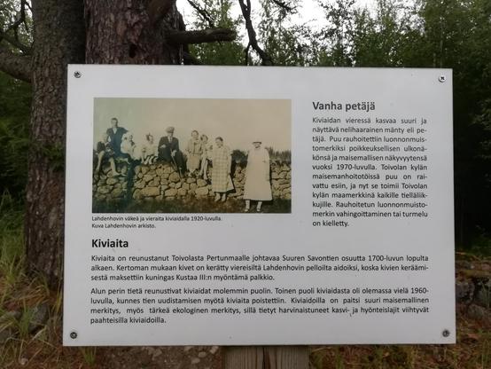 Kyltti männyn alla:

Vanha petäjä

Kiviaidan vieressä kasvaa suuri ja näyttävä nelihaarainen mänty eli petäjä. Puu rauhoitettiin luonnonmuis-tomerkiksi poikkeuksellisen ulkonä-könsä ja maisemallisen näkyvyytensä vuoksi 1970-luvulla. Toivolan kylän maisemanhoitotöissä puu on rai-vattu esiin, ja nyt se toimii Toivolan kylän maamerkkinä kaikille tielläliik-kujille. Rauhoitetun luonnonmuisto-merkin vahingoittaminen tai turmelu on kielletty.

Lahdenhovin väkeä ja vieraita kiviaidalla 1920-luvulla.

Kuva Lahdenhovin arkisto.

Kiviaita

Kiviaita on reunustanut Toivolasta Pertunmaalle johtavaa Suuren Savontien osuutta 1700-luvun lopulta alkaen. Kertoman mukaan kivet on kerätty viereisiltä Lahdenhovin pelloilta aidoiksi, koska kivien keräämi-sestä maksettiin kuningas Kustaa III:n myöntämä palkkio.

Alun perin tietä reunustivat kiviaidat molemmin puolin. Toinen puoli kiviaidasta oli olemassa vielä 1960-luvulla, kunnes tien uudistamisen myötä kiviaita poistettiin. Kiviaidoilla on paitsi suuri maisemallinen merkitys, myös tärkeä ekologinen merkitys, sillä tietyt harvinaistuneet kasvi- ja hyönteislajit viihtyvät paahteisilla kiviaidoilla.