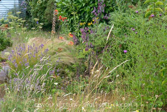 Densely planted end of a border: Blue flowering lavender and the last blue delphiniums, golden grasses, white Cenolophium denudatum, red and yellow Gaillardia aristata, yellow Rudbeckia hirta, yellow self sown evening primrose, purple seedheads on a self sown Lunaria annua (honesty), purple stems on the Selinum wallichianum, a few of the last Marguerites, green foliage.
In the background on the left the light blue painted corner of the garden shed.