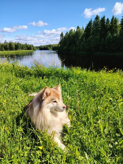 A blonde finnishlapphund laying in the field. Background: river and forest.