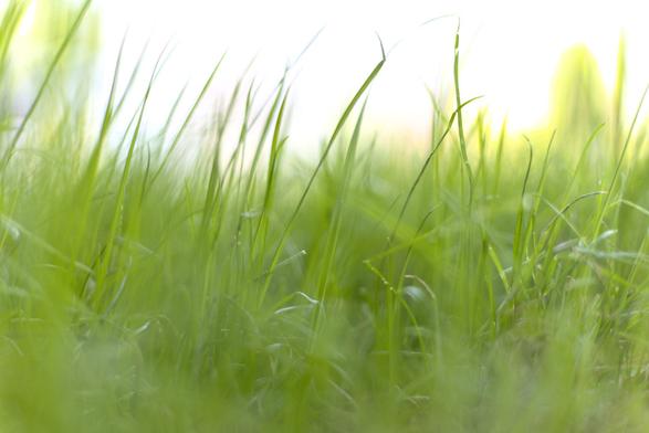 Eine Wiese aus derselben Höhe aufgenommen