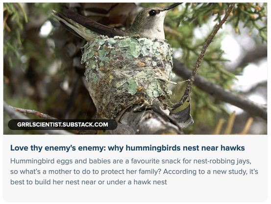 nesting hummingbird