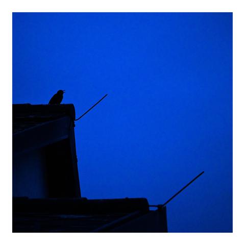 a silhouette of a bird perched on the edge of a rooftop against a deep blue sky. The bird appears to be singing or calling, with its beak open. There are also two antennae visible in the image, one near the bird and another towards the bottom right corner. The scene is set during morning twilight