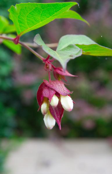 A flower with dark red petals and white buds, suspended from a thin red branch with bright green leaves. The photo has a shallow depth of field and the softly blurred background is a hedge with pale wood planks below.