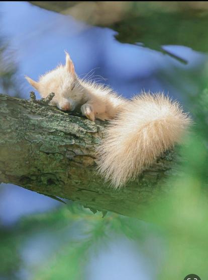 A photo of a white squirrel deep asleep on a branch