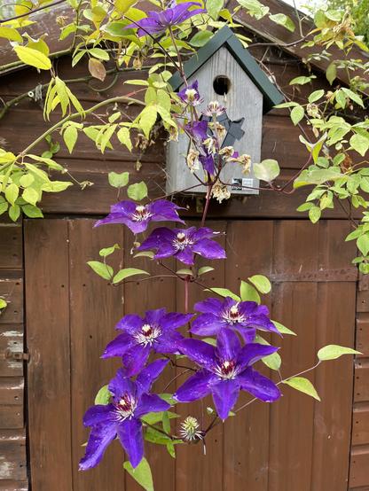 A skein of half a dozen deep purple clematis flowers hanging down in front of the door of a garden shed. The shed woodwork is stained a dark chestnut brown. Each flower is in the form of a large six-petal star with a circle of dark red stamens on pale yellow stalks surrounding the pale yellow pistil in the shape of a little fountain. On the shed above the door, there is a nest box where bluetits nested this spring