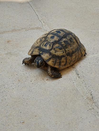 The same tortoise, walking on the ground. It looks at the camera.