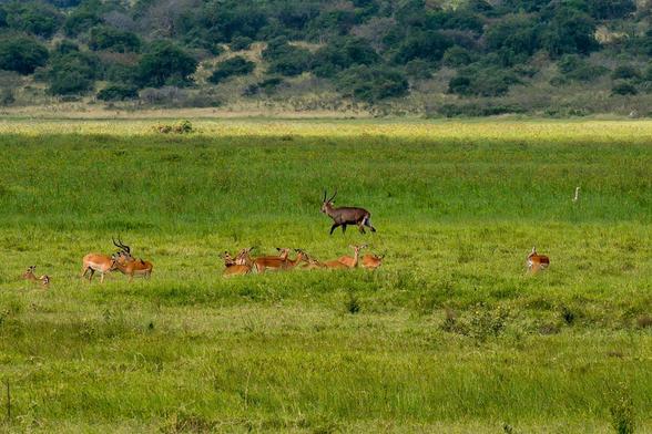 A group of impalas is grazing in a lush green field, with one lone waterbuck walking in the foreground. The background features a landscape of rolling hills and scattered trees.