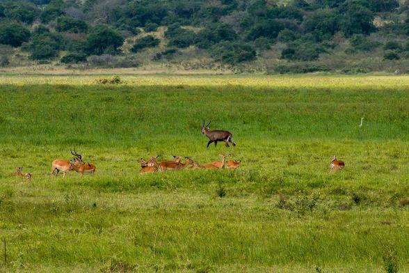 A group of impalas is grazing in a lush green field, with one lone waterbuck walking in the foreground. The background features a landscape of rolling hills and scattered trees.