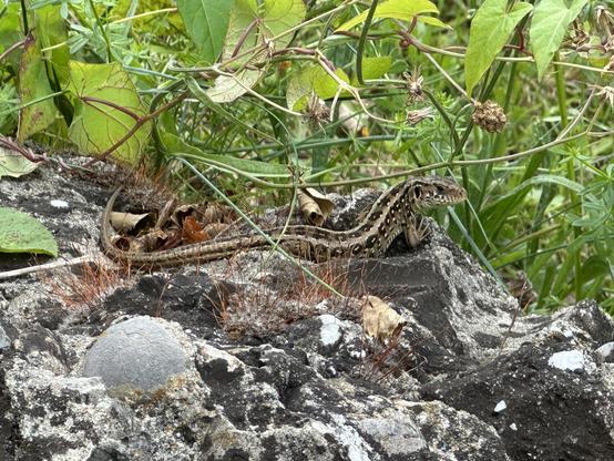 Unerschrockene Eidechse auf Naturstein in Nahaufnahme