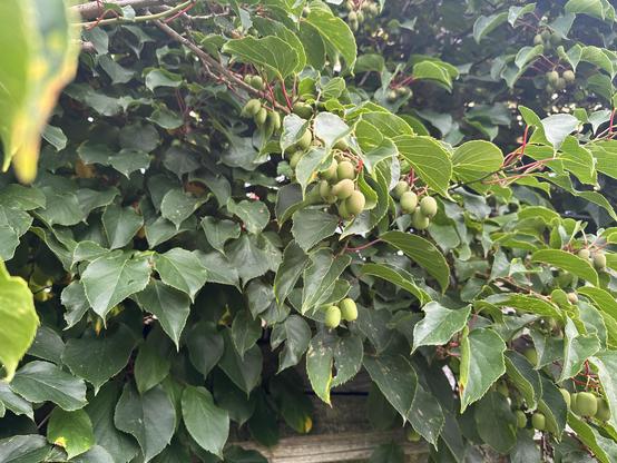 Großer Busch mit geheimnisvollen Früchten