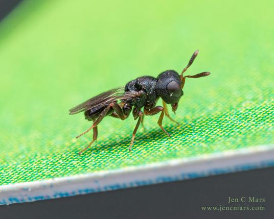 Photo of the same wasp this time on a green card used for photographic backgrounds. The scale is so large the printing dots are clearly visible. This time the wasp is photographed standing in profile so the shape of the body and some of the odd facial structures are visible