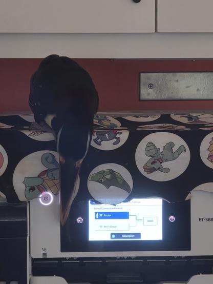Steve the Chestnut-Eared Aracari perches on top of my Epson ET-5880 printer. He's craning his neck down to access the touch screen with his long bill. He has updated the firmware and is in the middle of the router display page. 

What he really wants is to run the copier function, which blows warm air up his butt. He sort of knows how to trigger that, but today got lost in the maintenance menus.