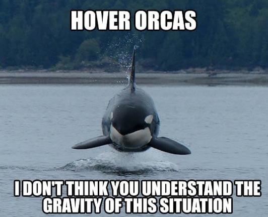 HOVER ORCAS 

IDON'T THINK YOU UNDERSTAND THE GRAVITY OF THIS SITUATION