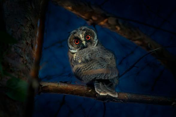 an owl sitting on a tree branch with red eyes