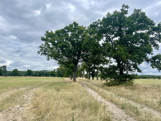 Ein Feldweg führt in die Ferne, auf beiden Seiten stehen Bäume. Jenseits der Bäume erstrecken sich Wiesen.