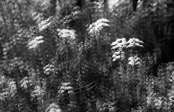 a black and white photography of hemlock flowers. It's a double exposure : one photo is clear and the other one is blurry.