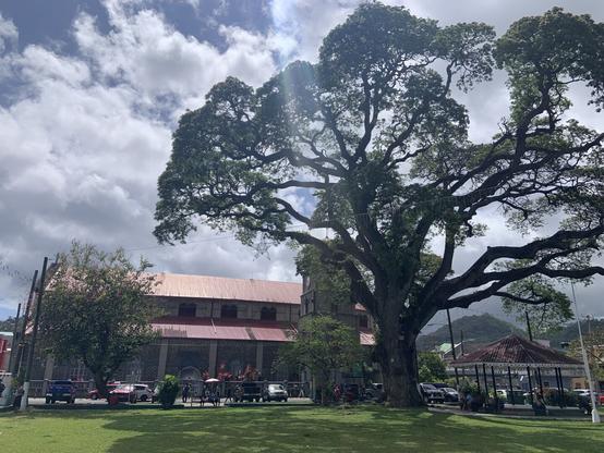 A huge tree towering over a red roofed church with a ray of sunshine pointing to the tree trunk 
Un gran árbol se impone sobre el techo rojo de una iglesia con un rayo de luz apuntando a su tronco