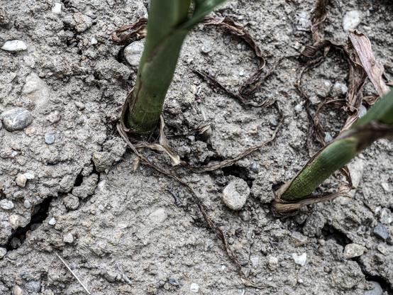 Very dry corn field with 2 corn plants showing the dry ground.
