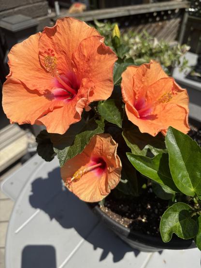 Bright orange and red hibiscus flowers with dark green leaves growing from a pot in sunshine