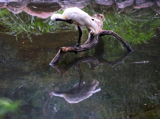 A pale, cream-coloured spoonbill stands on a gnarled, dark branch partially submerged in dark, murky water. The bird is preening, with its long, spoon-shaped beak tucked back towards its neck and shoulder. Its dark legs are visible beneath its body. The water reflects the bird and the branch clearly, creating a near-perfect mirror image. In the background, hints of green foliage are visible above the water line, along with what appears to be a rocky bank.