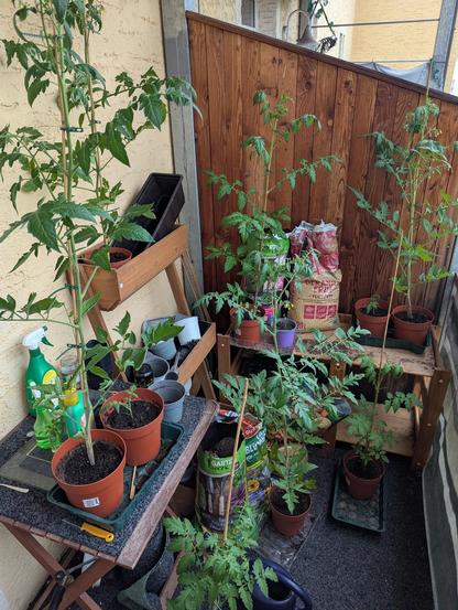 Several tomato plants in pots on a balcony with several other gardening stuff littered in between.