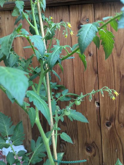 A tomato plant close-up with some small, green tomatoes forming near the blossoms.