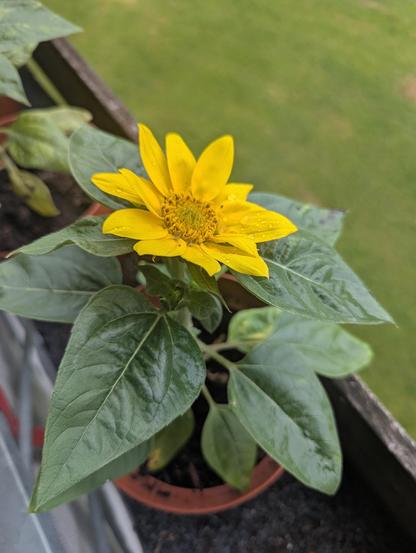 A small Sunflower blossoming widely and colorfully with a blurred background of grass.