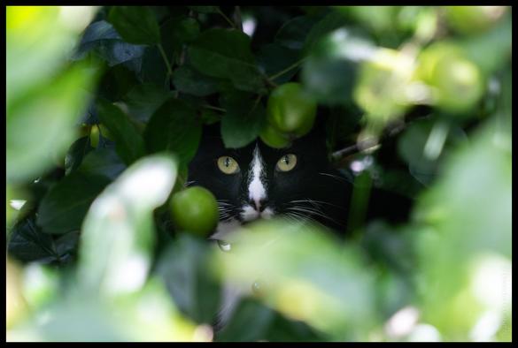 A close-up photograph of a black and white cat with striking yellow eyes, partially hidden among dense green foliage and unripe fruit, with dappled sunlight creating a natural camouflage effect.