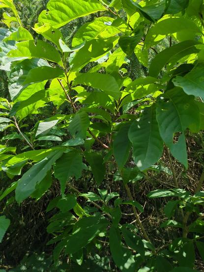 A tree or shrub with large unlobed leaves. Insects (moths?) have been feeding on it.