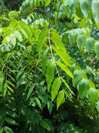 A tree or shrub with pinnate leaves.